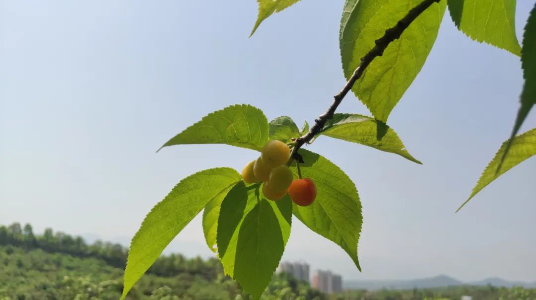 漢中這里的櫻桃漸紅，甜蜜盛宴即將開啟！