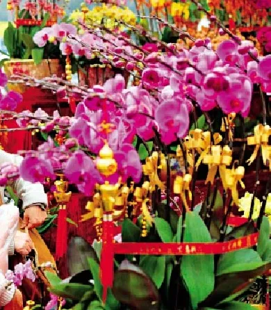 香港留学生「就地过年」怎么过？2022春节最强攻略快马住