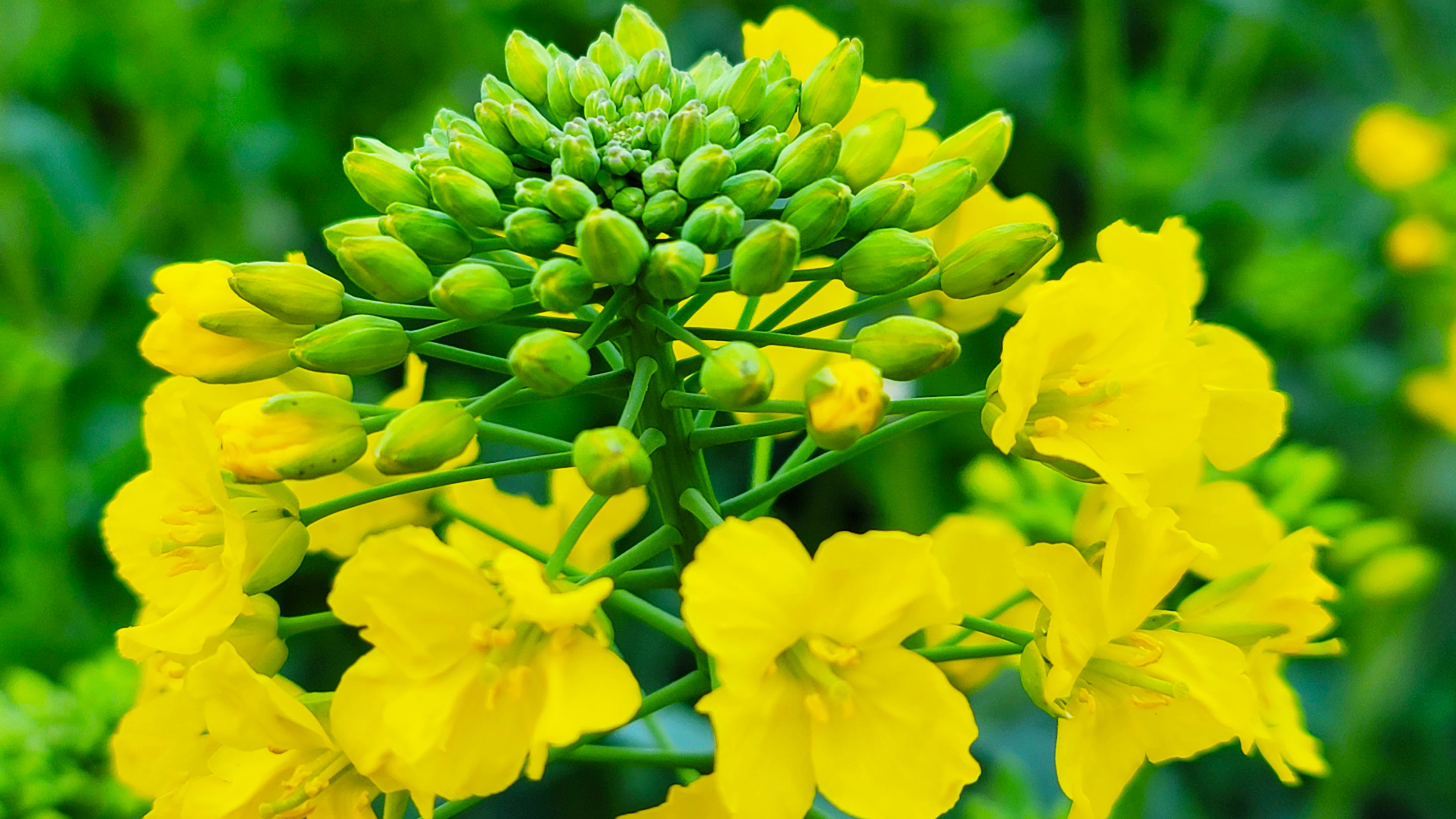 惠风吹拂菜花芳 蝶恋蜂追采蜜忙