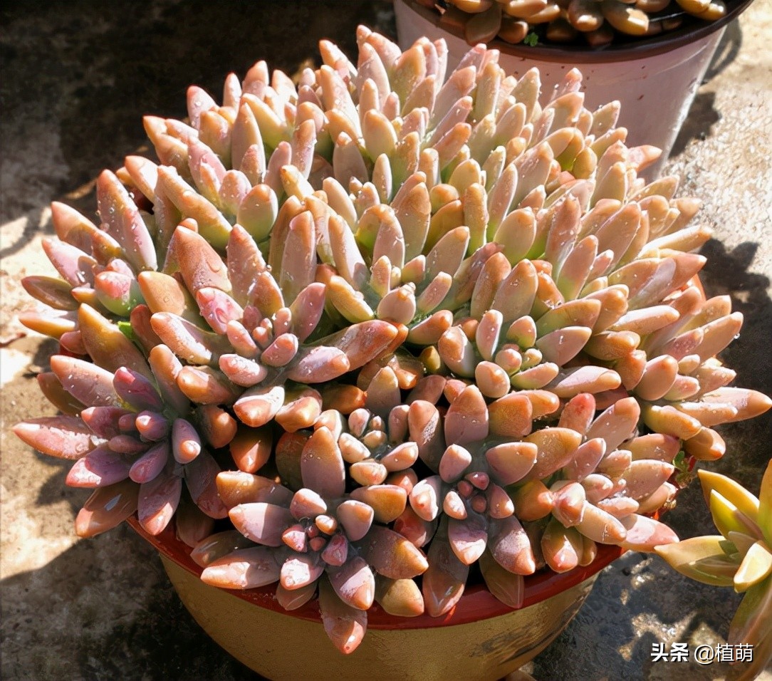 秋丽多肉的养殖方法和注意事项(秋丽多肉植物的养护技巧)