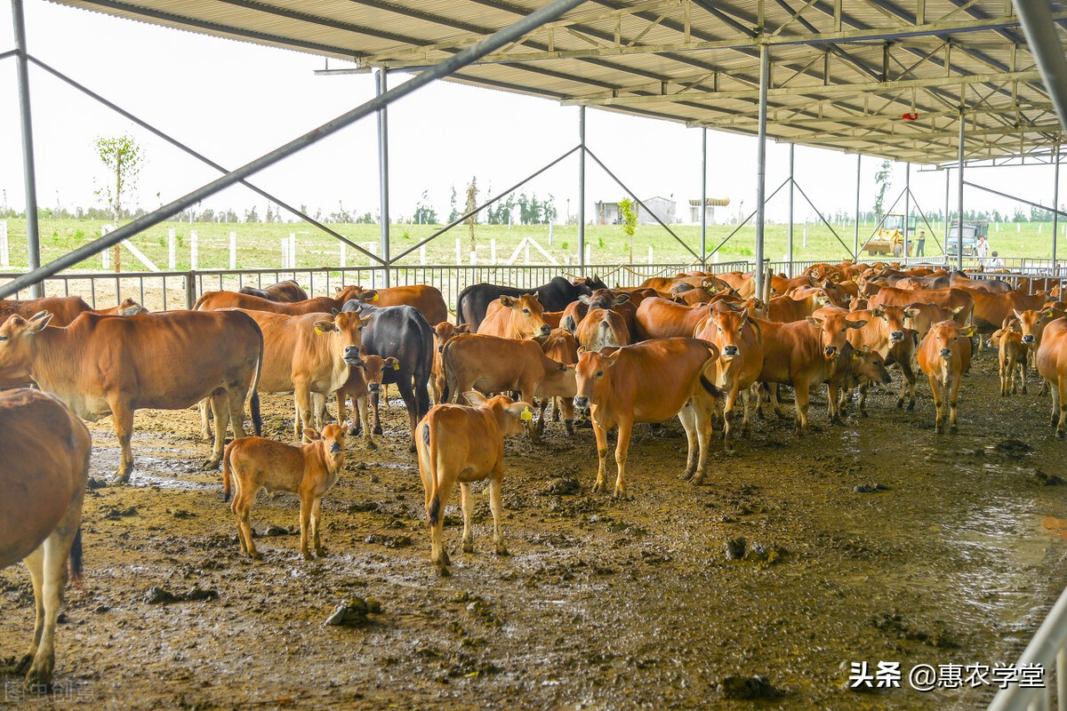 2022年农村禁养令解除了吗？附：2022年农村养殖的四条红线