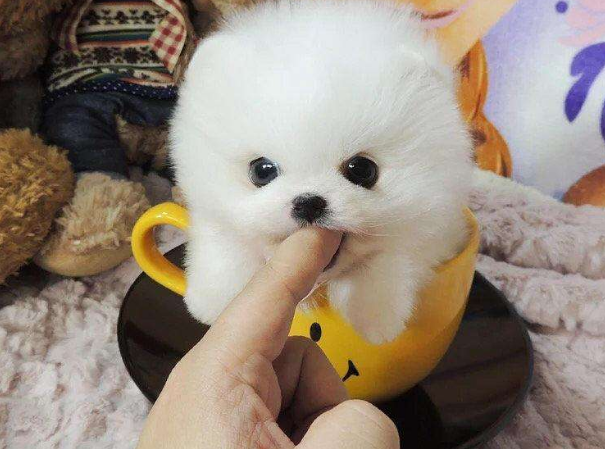 茶杯狗能活多久,茶杯狗能活多久中華上下五千年有沒有甲骨文的介紹