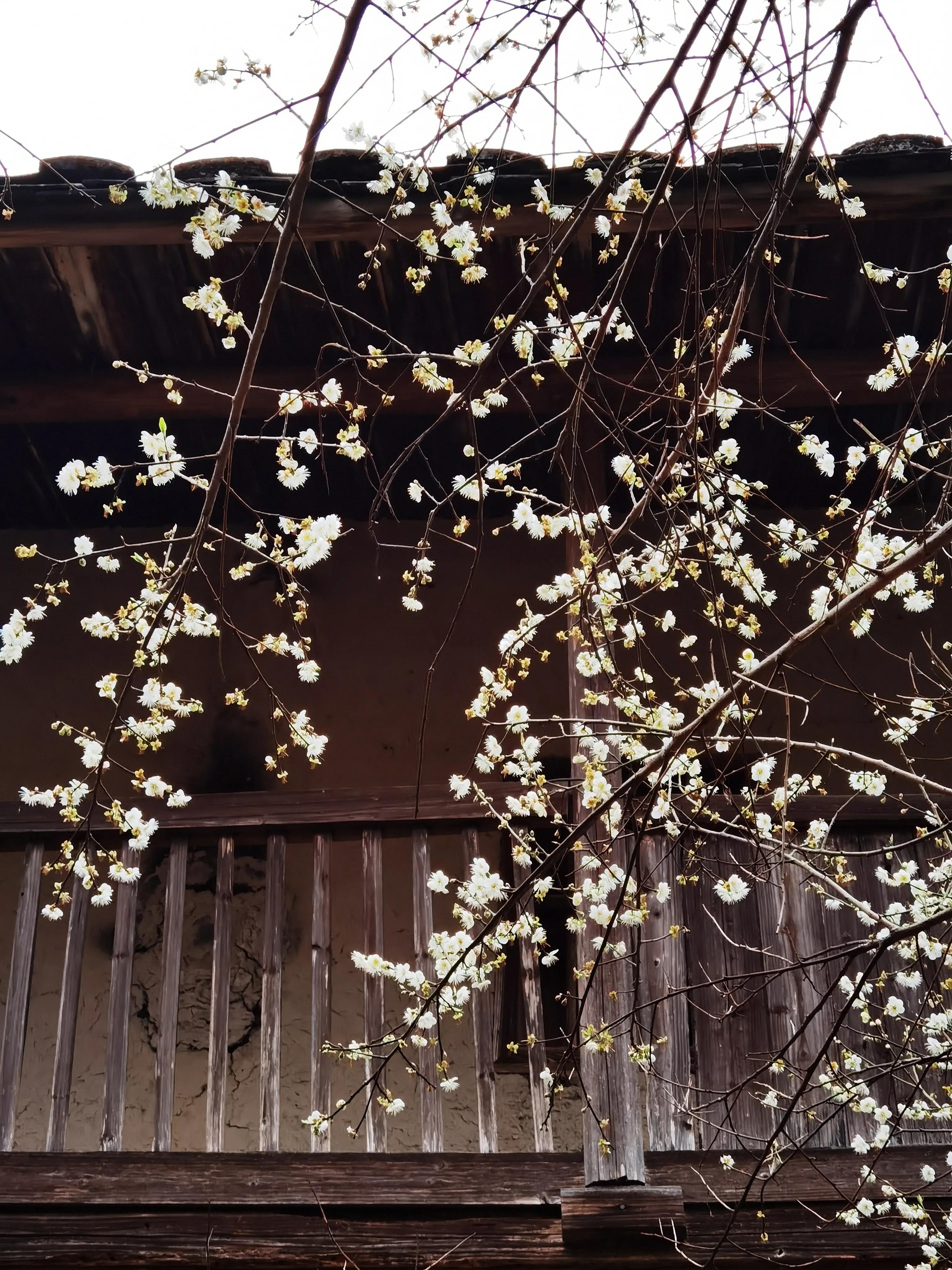 青梅花如雪，幽香溢冬月