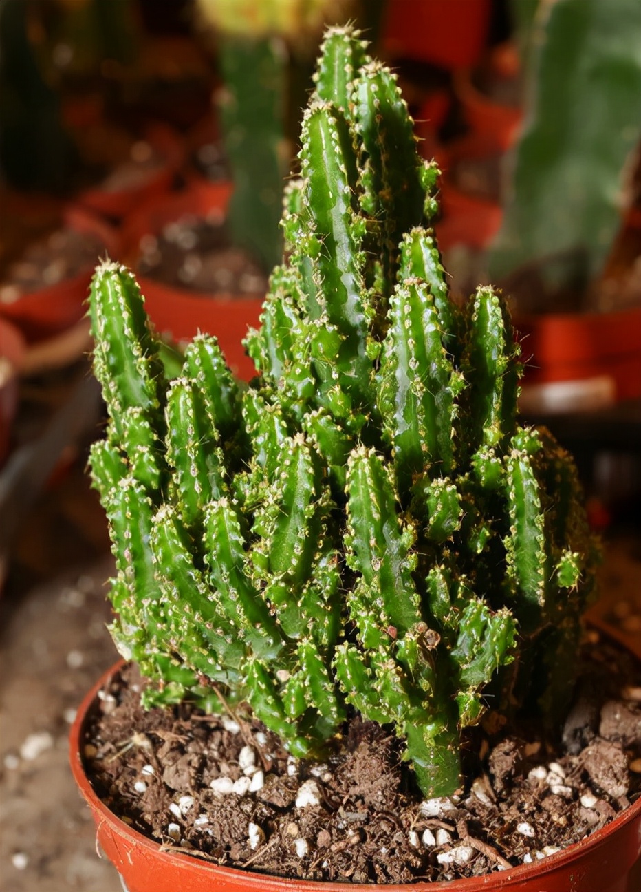 飞羽竹芋是（40款超治愈的家居绿植介绍）