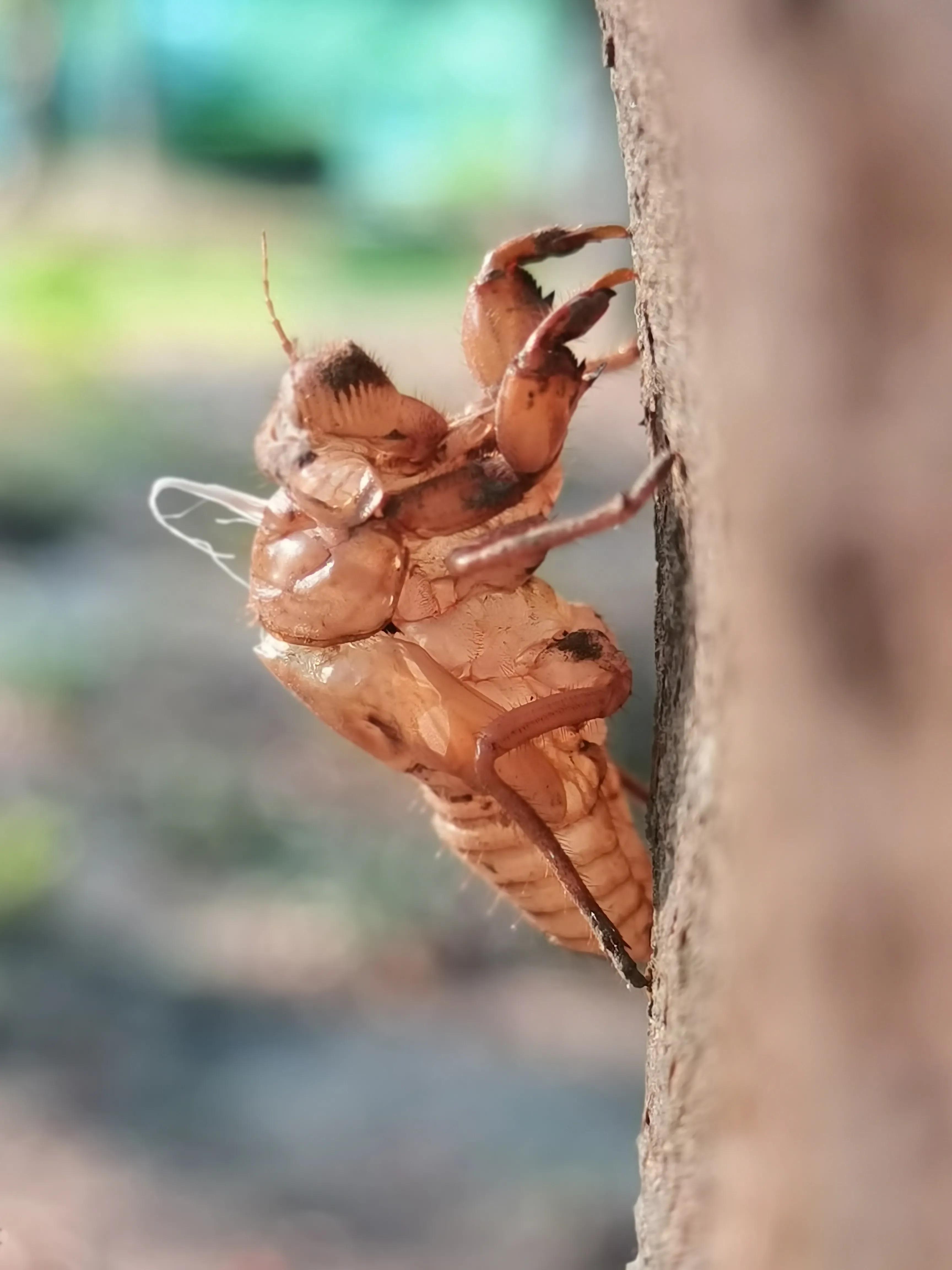 蝉蜕:高风亮节,破茧重生之美