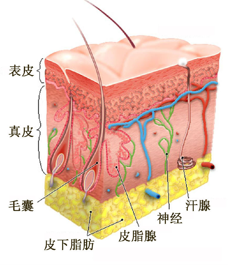 为什么会出现敏感肌？医生：这是皮肤屏障被破坏了，牢记5招修复