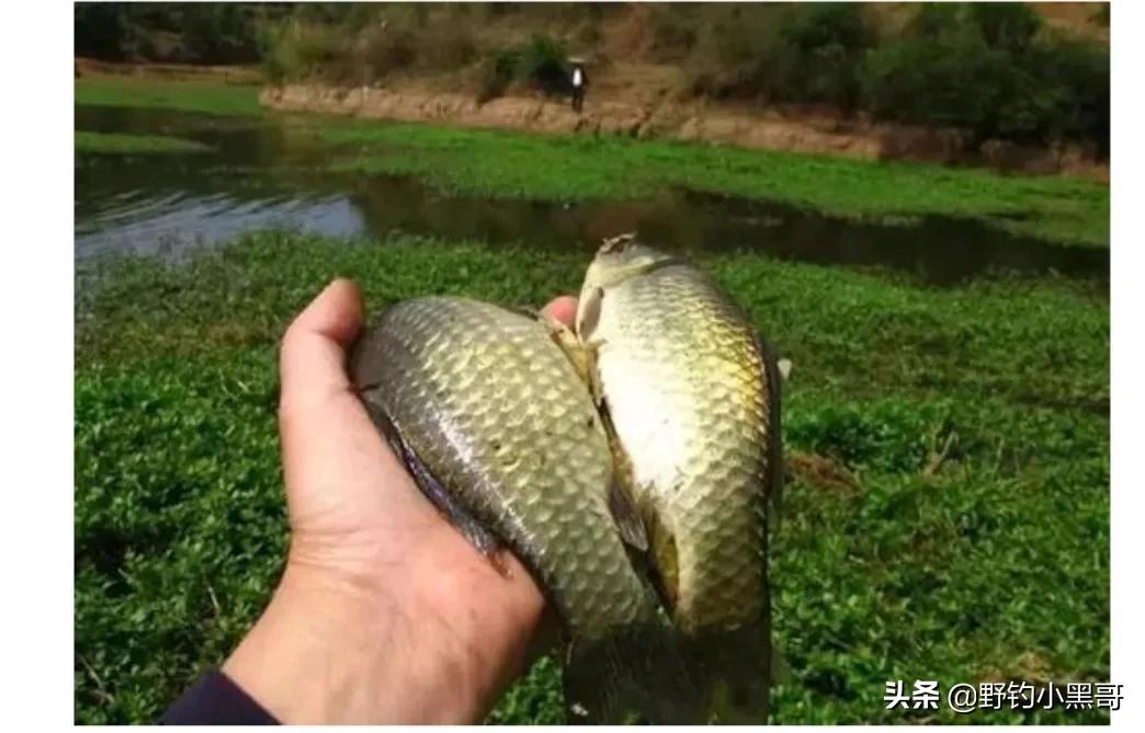 春天釣鯽魚怎麼釣,用什麼竿 _極限路亞