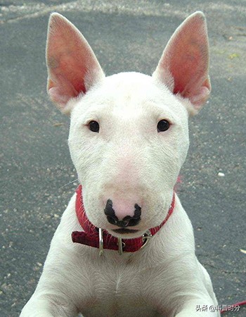 世界上兇猛的十種狗，日本土佐犬上榜，藏獒排名第二
