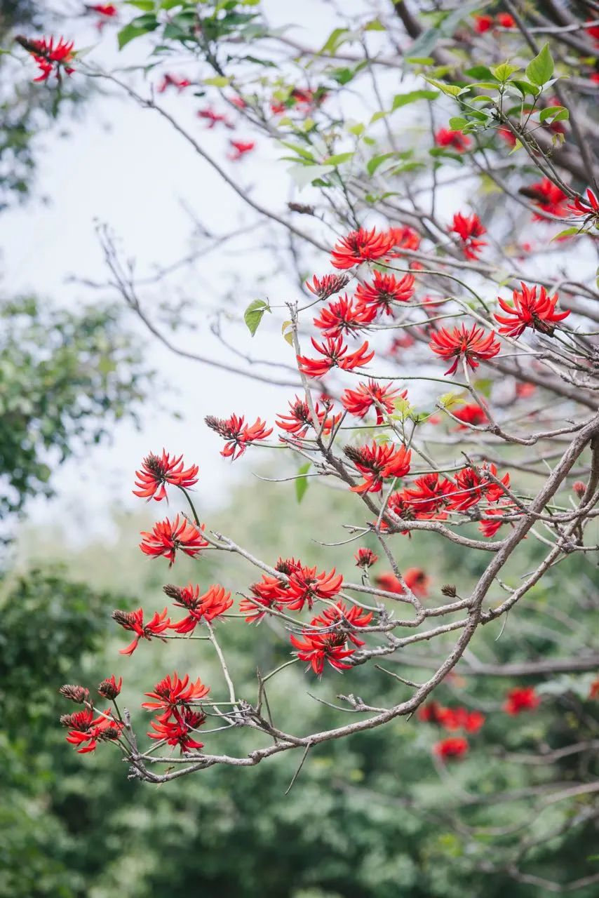 陌上花开春正美，跟着赏花地图“趣”打卡！