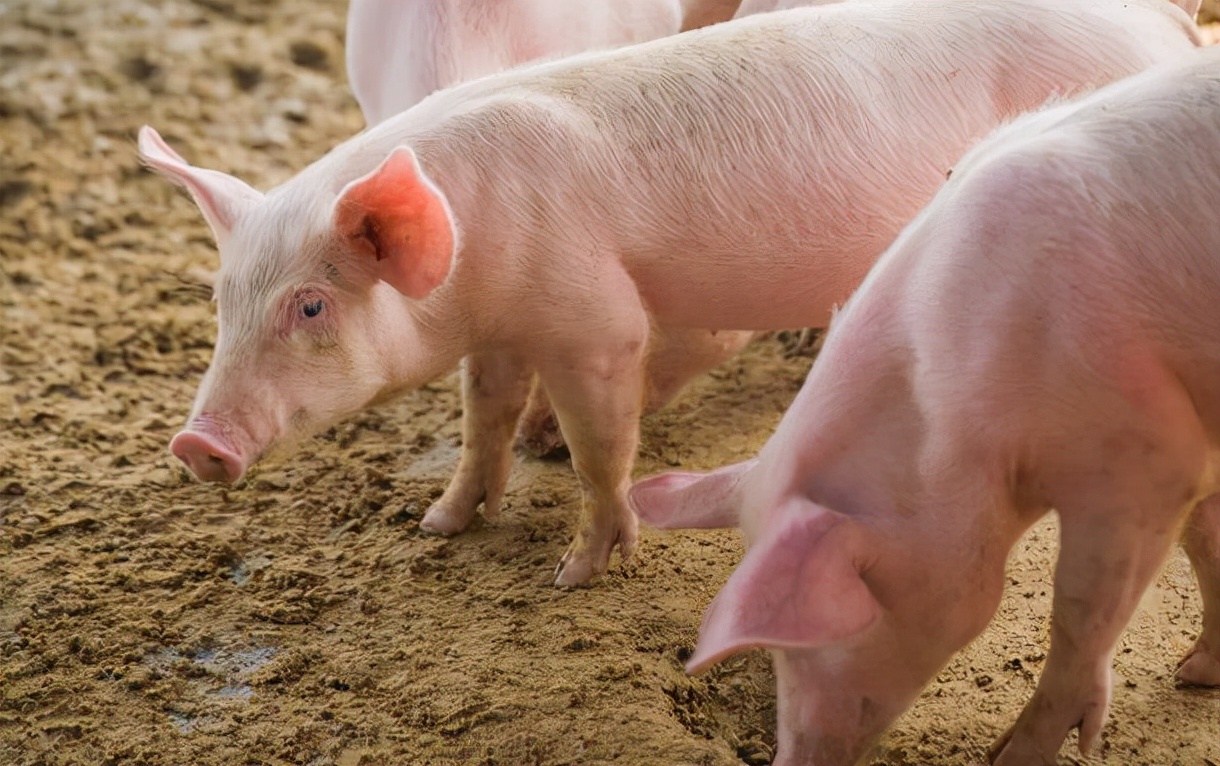 半个月饲料涨价600元/吨，养一头猪成本增加123元！散户在清场？