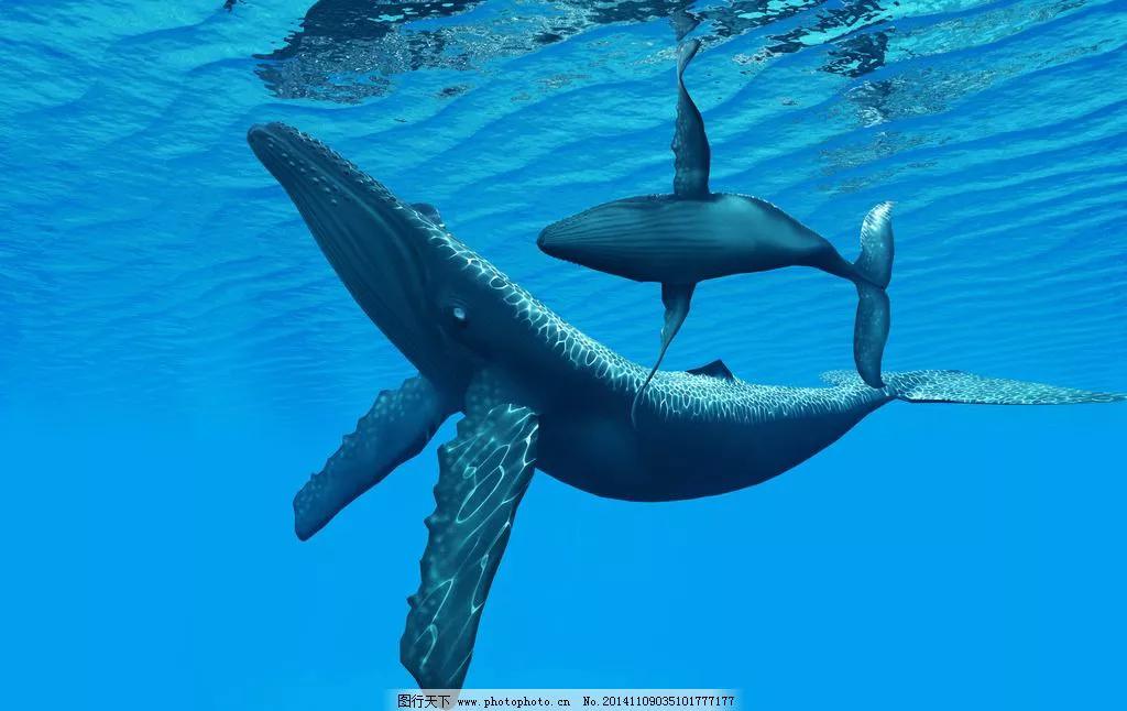 短篇文章:海鲸之歌