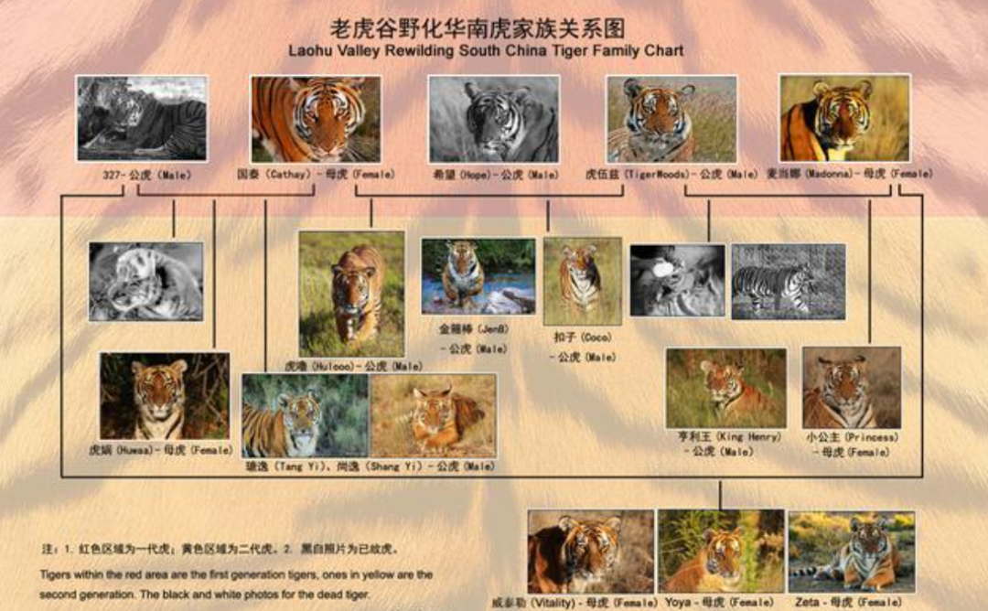曾被放养到非洲大草原的5只华南虎,后来如何了?