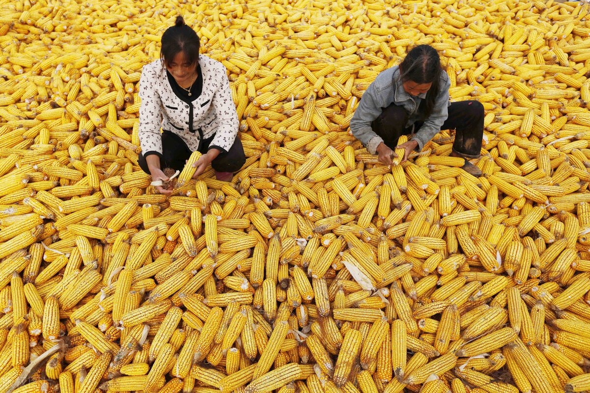 玉米价格继续“狂飙”，山东玉米冲向3000元/吨大关，3月6日粮价