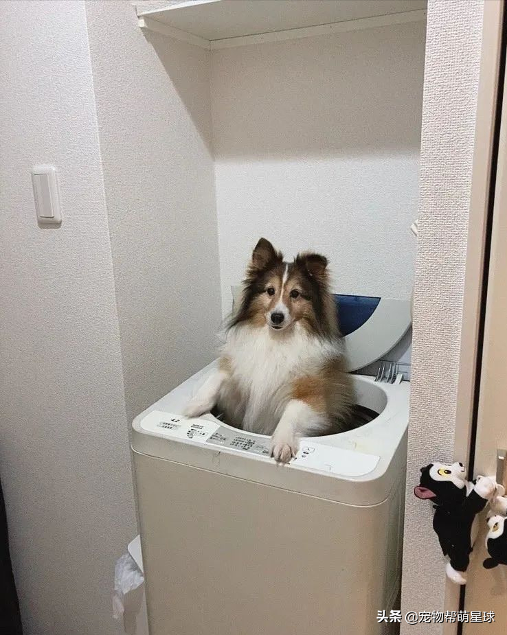 狗狗穿上新雨衣，竟陶醉在镜子前自我欣赏，不想出门散步了都