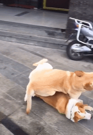 狗狗交配完转身就跑，究竟有什么含义？