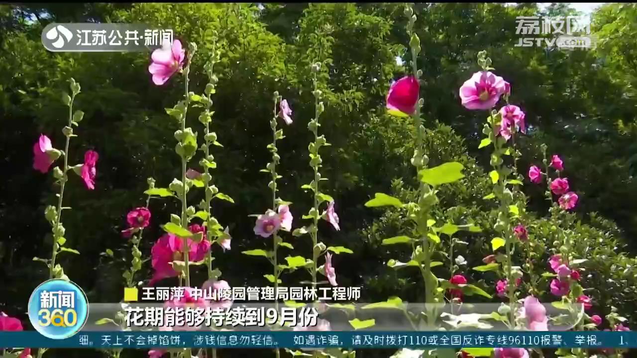 夏花灿烂！&ldquo;一丈红&rdquo;抢眼怒放