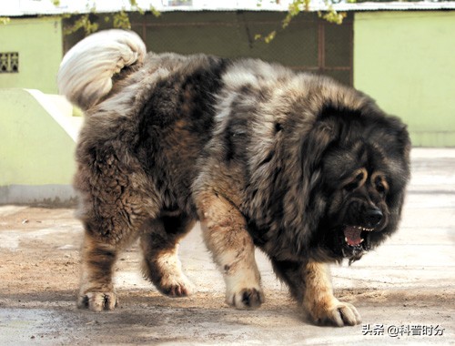 世界上凶猛的十种狗，日本土佐犬上榜，藏獒排名第二