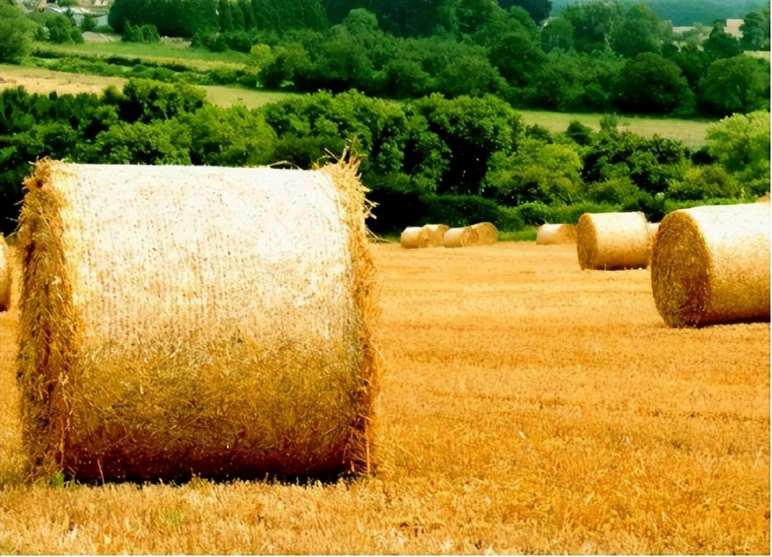 全球粮食自给率排名，法国第1美国第5，中国难道没有上榜？