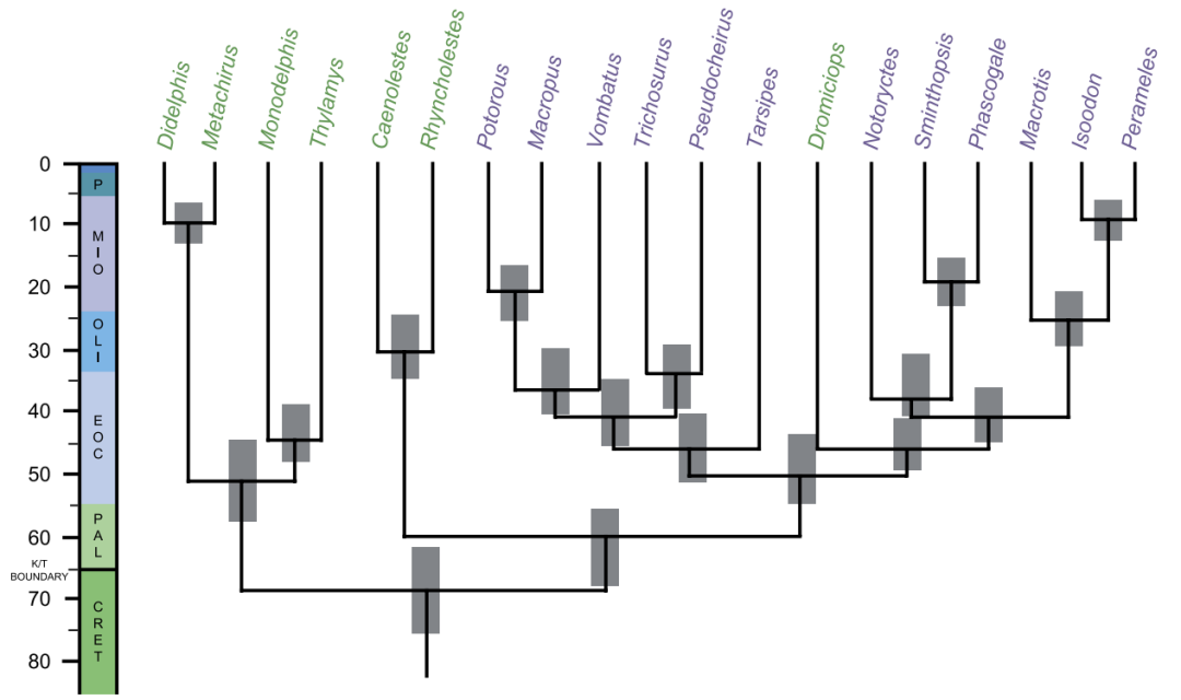 为什么南美的小山猴，“长得像”澳洲的袋鼠？
