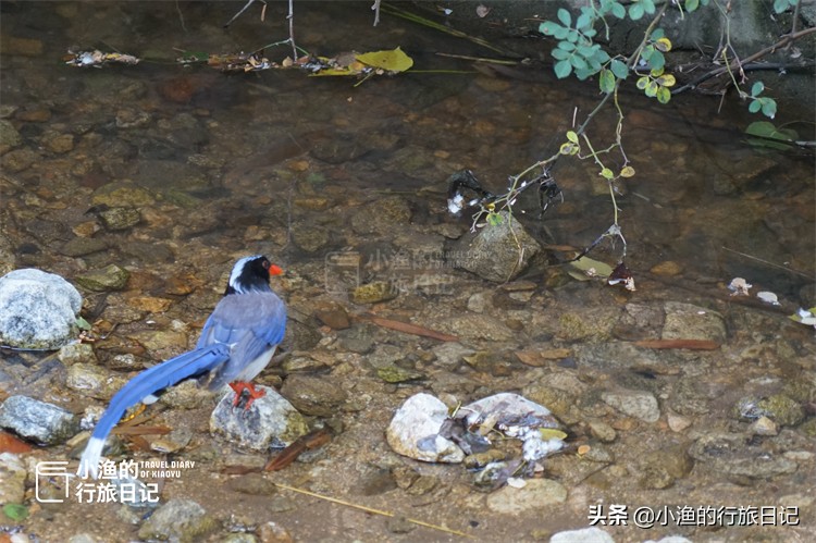 这条秦岭沟谷，一进山就能看到美景，老人、孩子来玩也合适