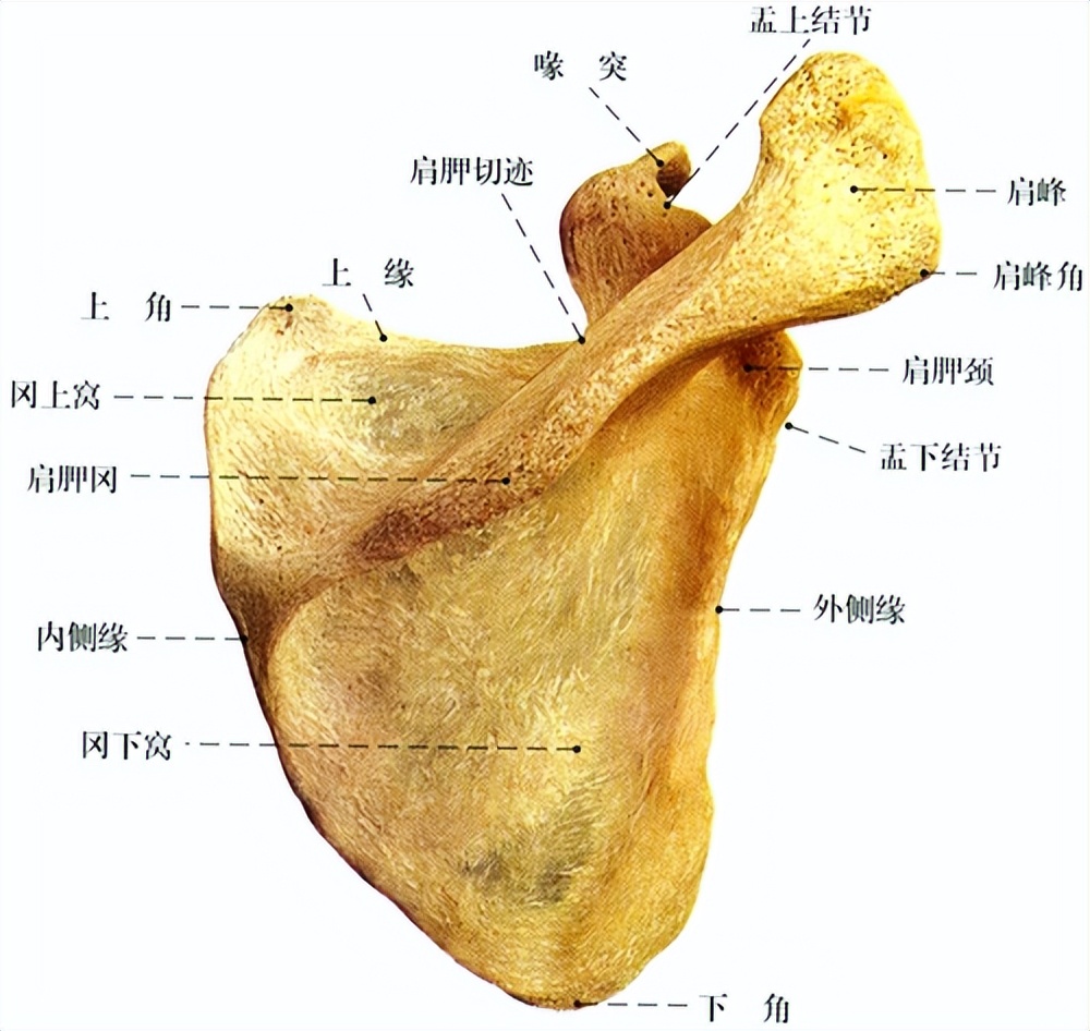 琵琶骨的位置图片