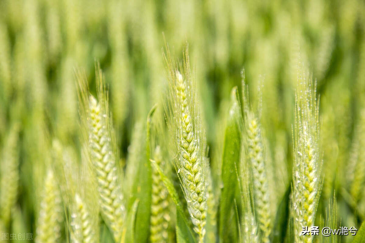 春天的颜色——红白黄紫绿