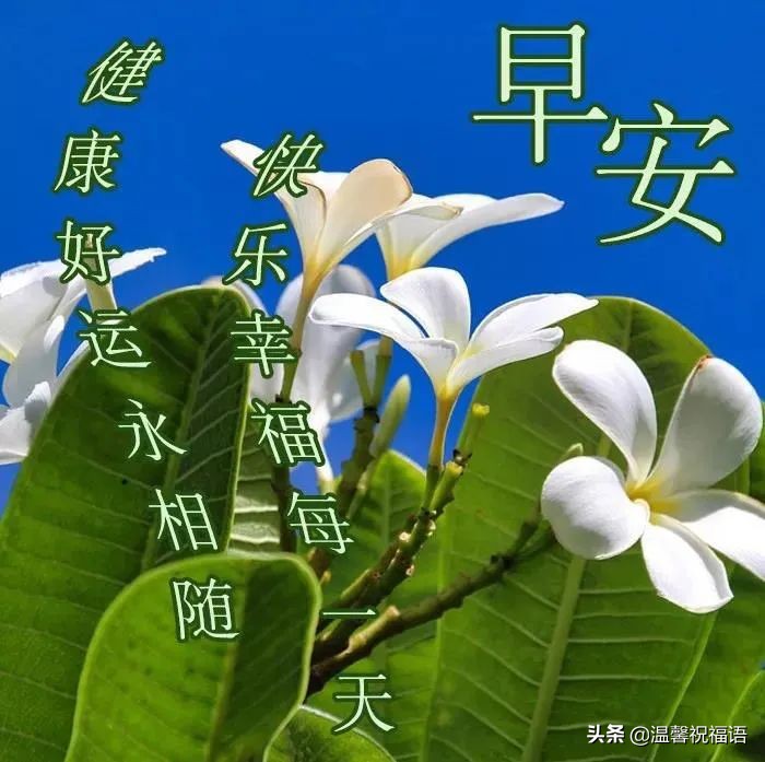 有創意的友情早上好圖片帶祝福語 溫馨的大家早上好問候語圖片精選