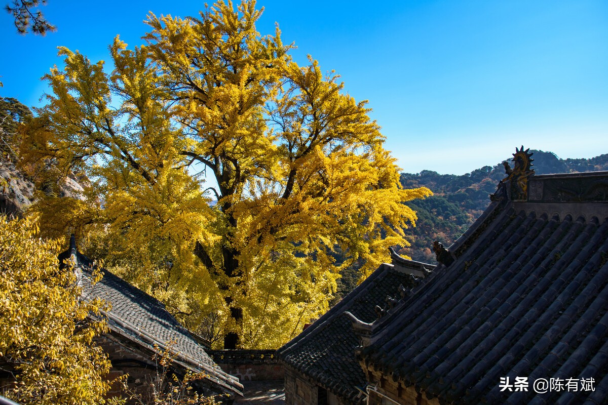 部分地区草莓50元一斤其他果价有涨有稳，广西柑橘竞争趋势如何？