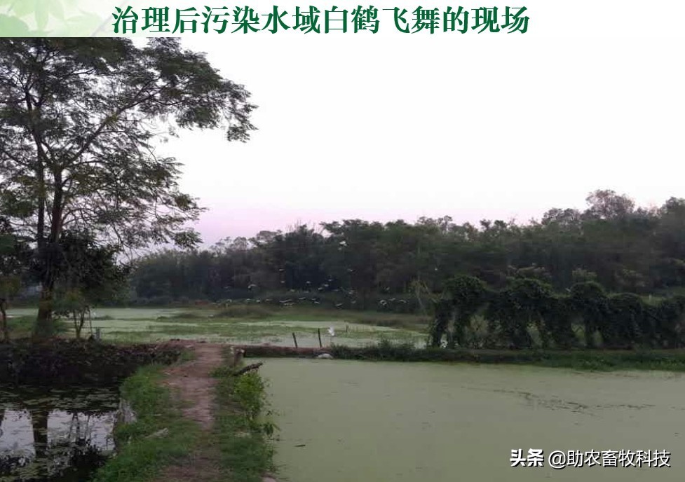 養(yǎng)殖場周邊的魚塘水庫被養(yǎng)殖廢水污染快速簡單地處理技術(shù)