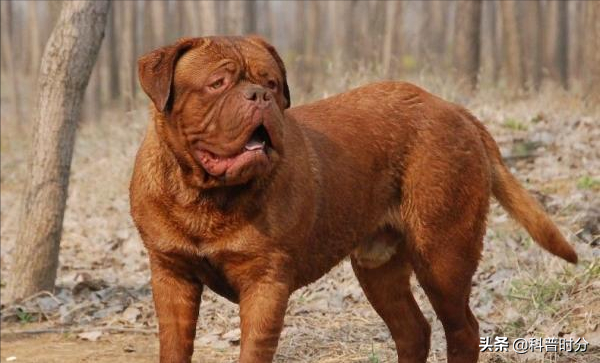 世界上兇猛的十種狗，日本土佐犬上榜，藏獒排名第二