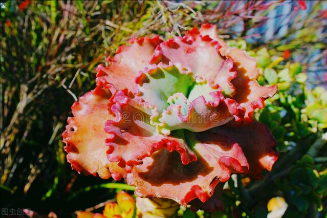 一花一世界、一花一奇妙，每朵花都与众不同，妩媚多姿