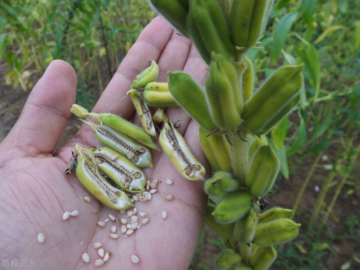 牛羊冬天时因没有青草喂养,大家都会用上秸秆喂养,而芝麻杆也是牛羊的