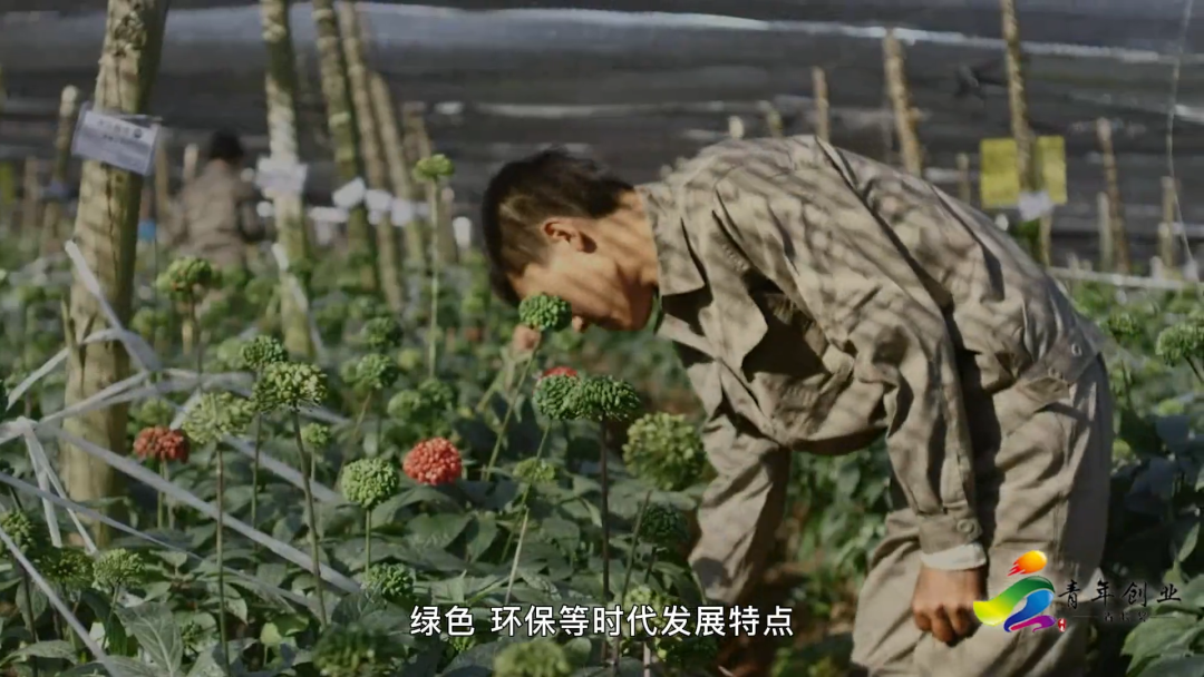 榜样！云南青年创业省长奖名单公布