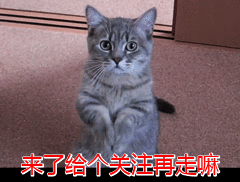 狗狗孤独的5个表现，赶紧陪陪它们吧