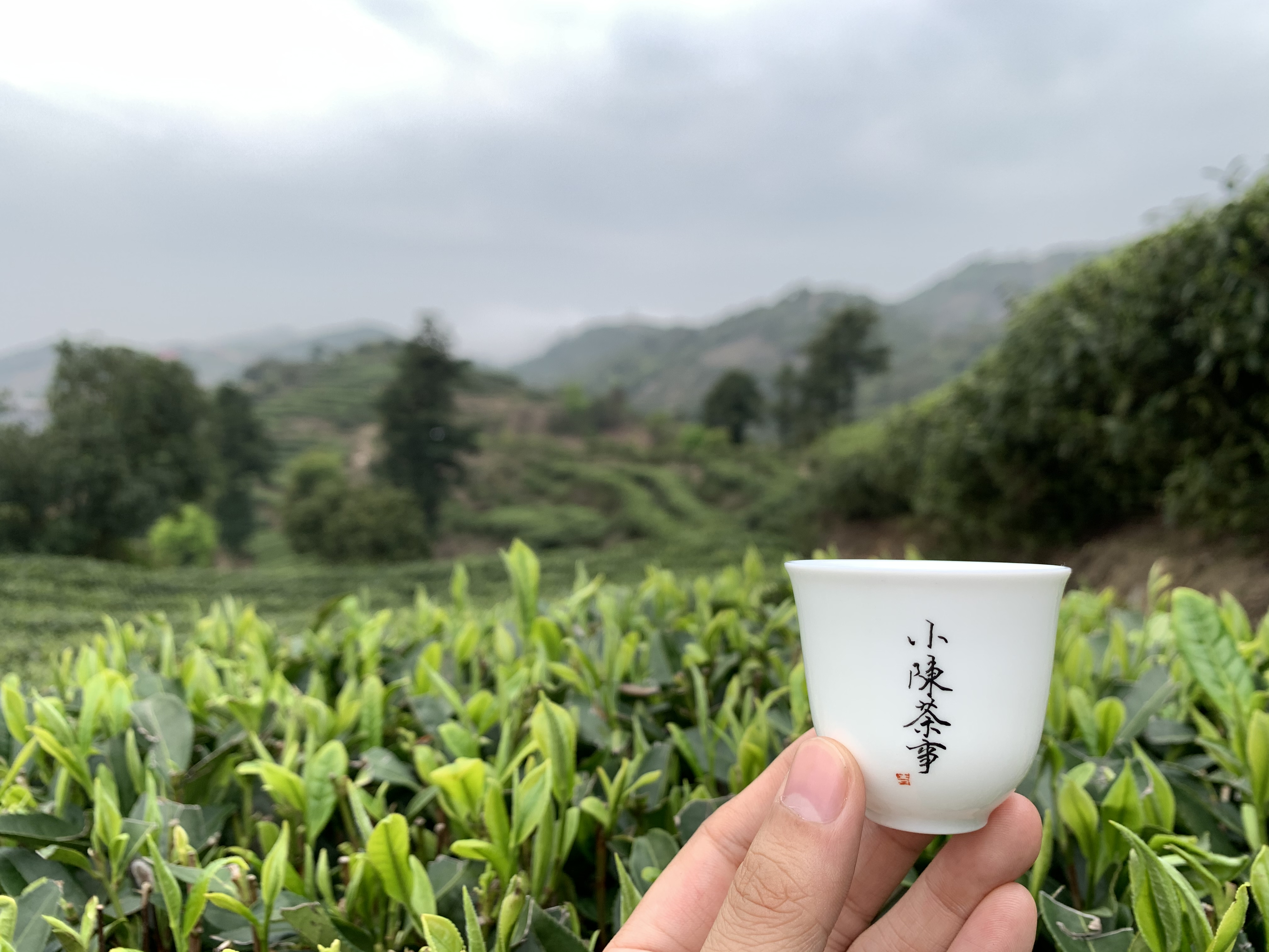 西湖龙井、碧螺春、黄山毛峰，这三款绿茶真好喝。