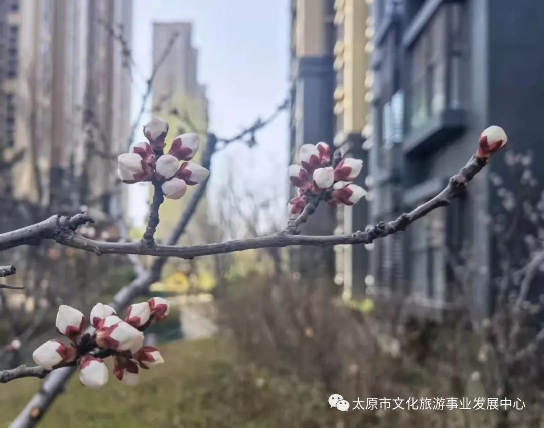 线上展览|“山河春意 锦绣太原——花的世界”主题摄影线上图片展（十三）