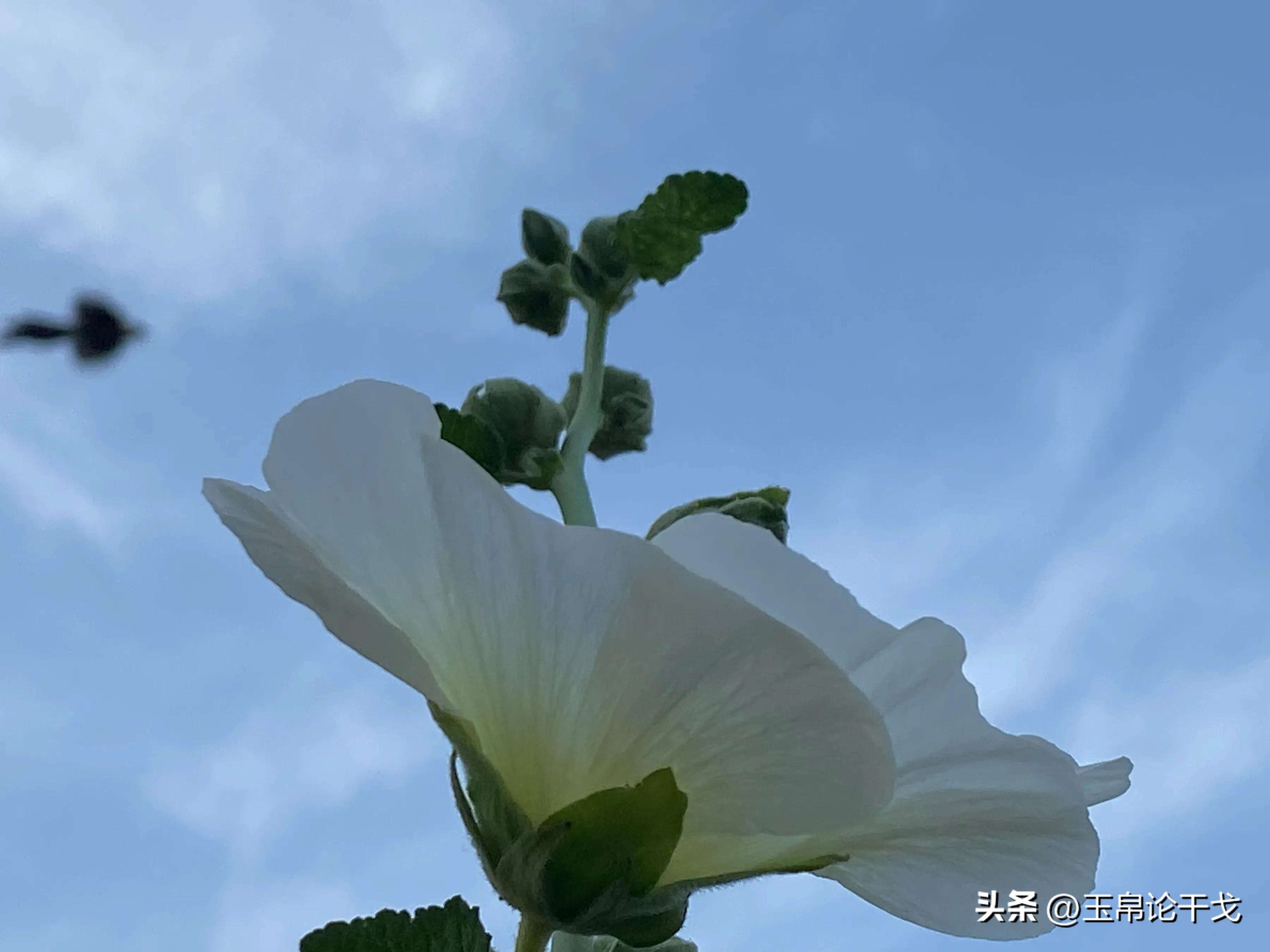 擦边情人谷