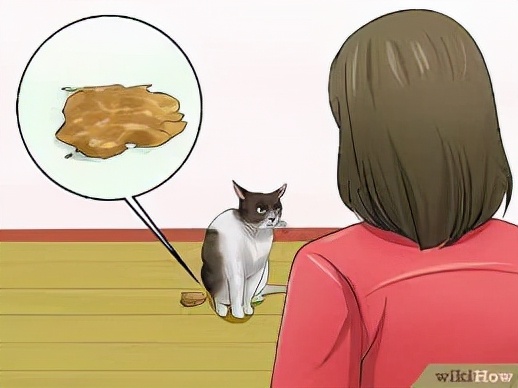 猫咪拉稀是什么原因引起的及治疗方法