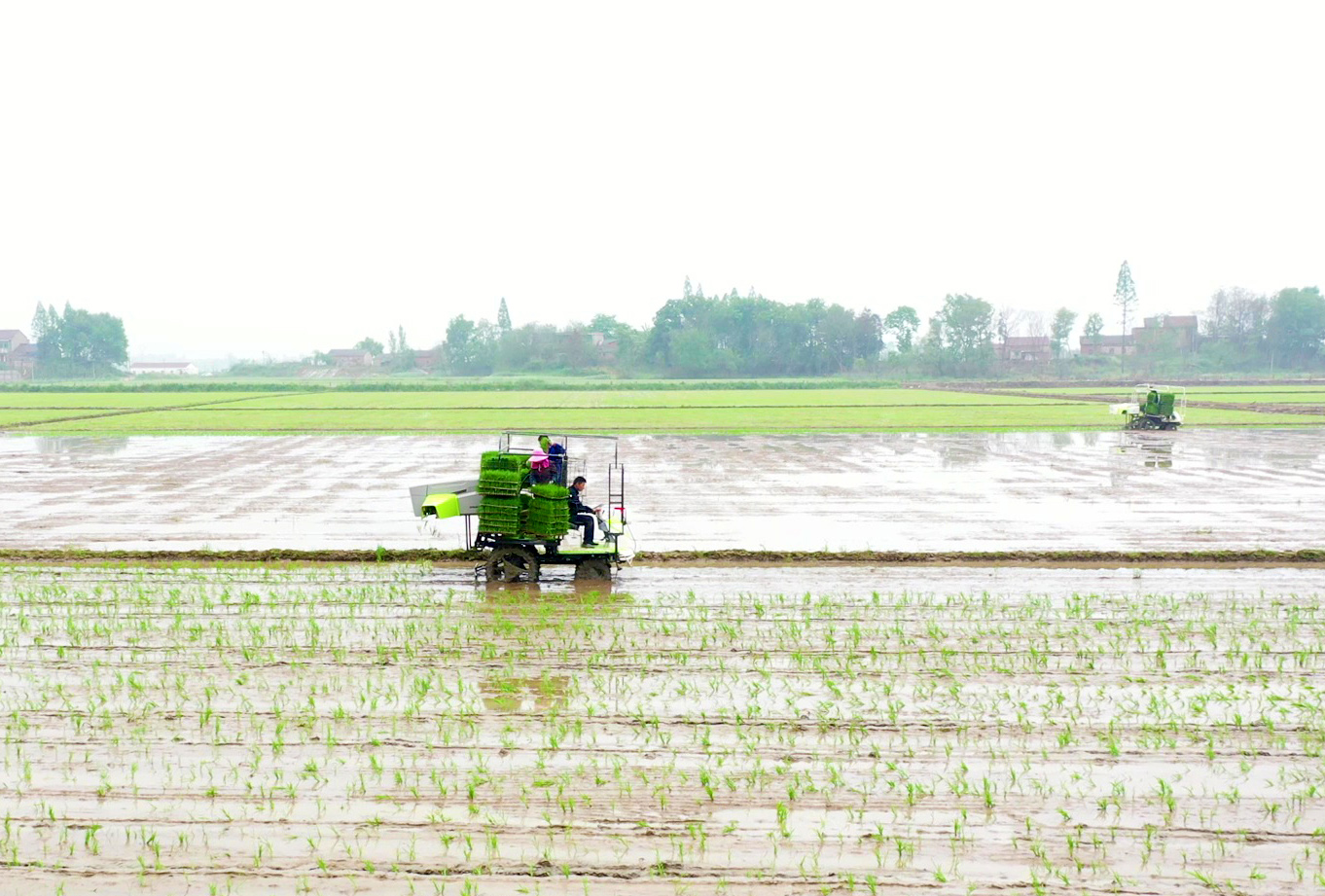 新技术赋能春播，中联重科抛秧机助力江西早稻生产提质增效