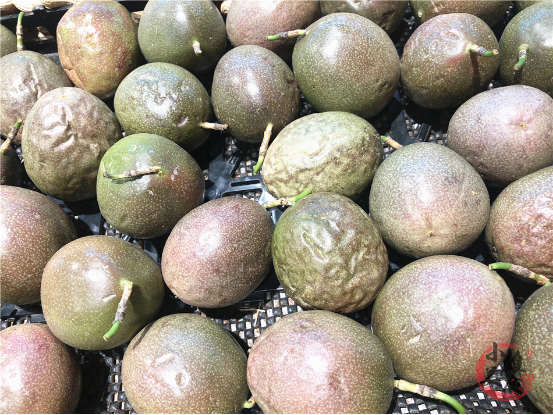 过年别总买苹果香蕉，这4种水果多囤些，老人小孩都爱吃