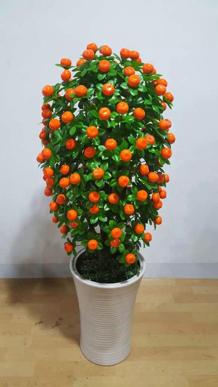 福寿花的含义 _飞翔号