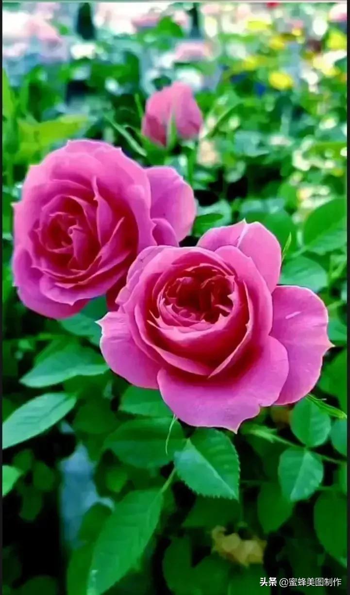 发说说的配图关于鲜花(朋友圈配图鲜花的说说) _晶羽文学网