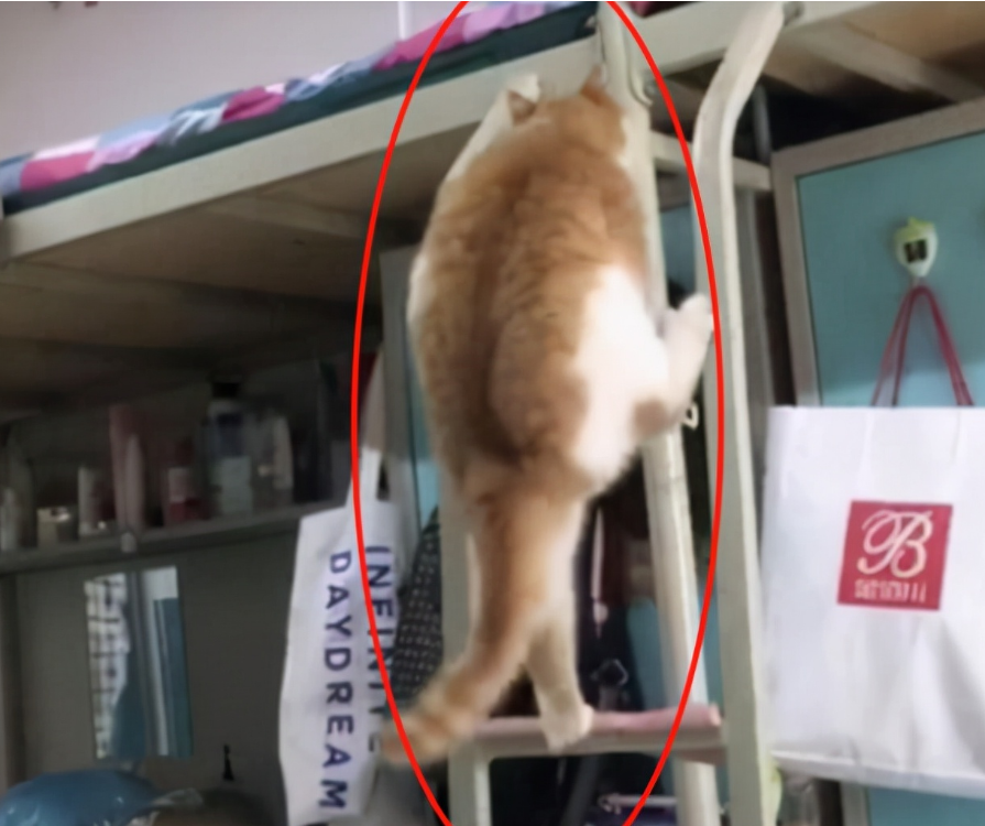 大学“最穷酸宿舍”排名，红砖房+空中吊床+24人间，学生看呆了