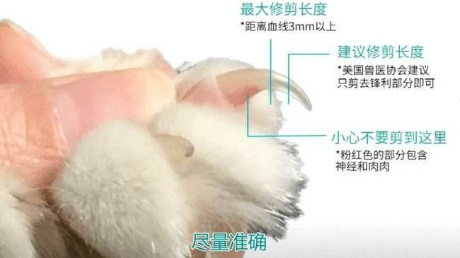 如何给猫咪“剪指甲”？收下这份攻略，养猫更轻松