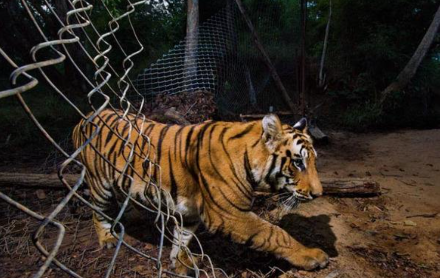 野外完全灭绝?曾被放养到非洲大草原的5只华南虎,后来如何了?