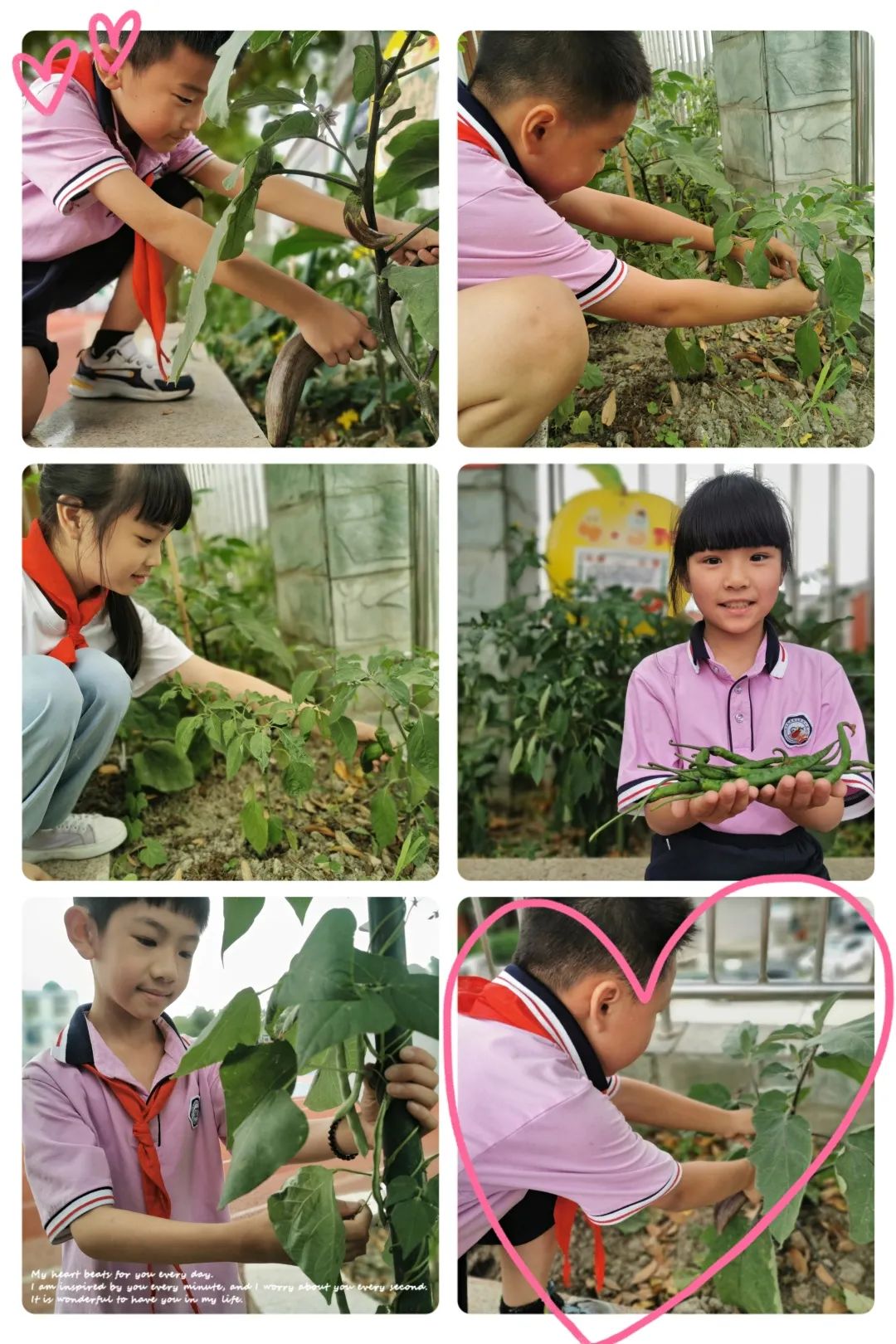 以劳动之名 收获成长之乐｜新兴小学开展“小农夫”劳动教育课程