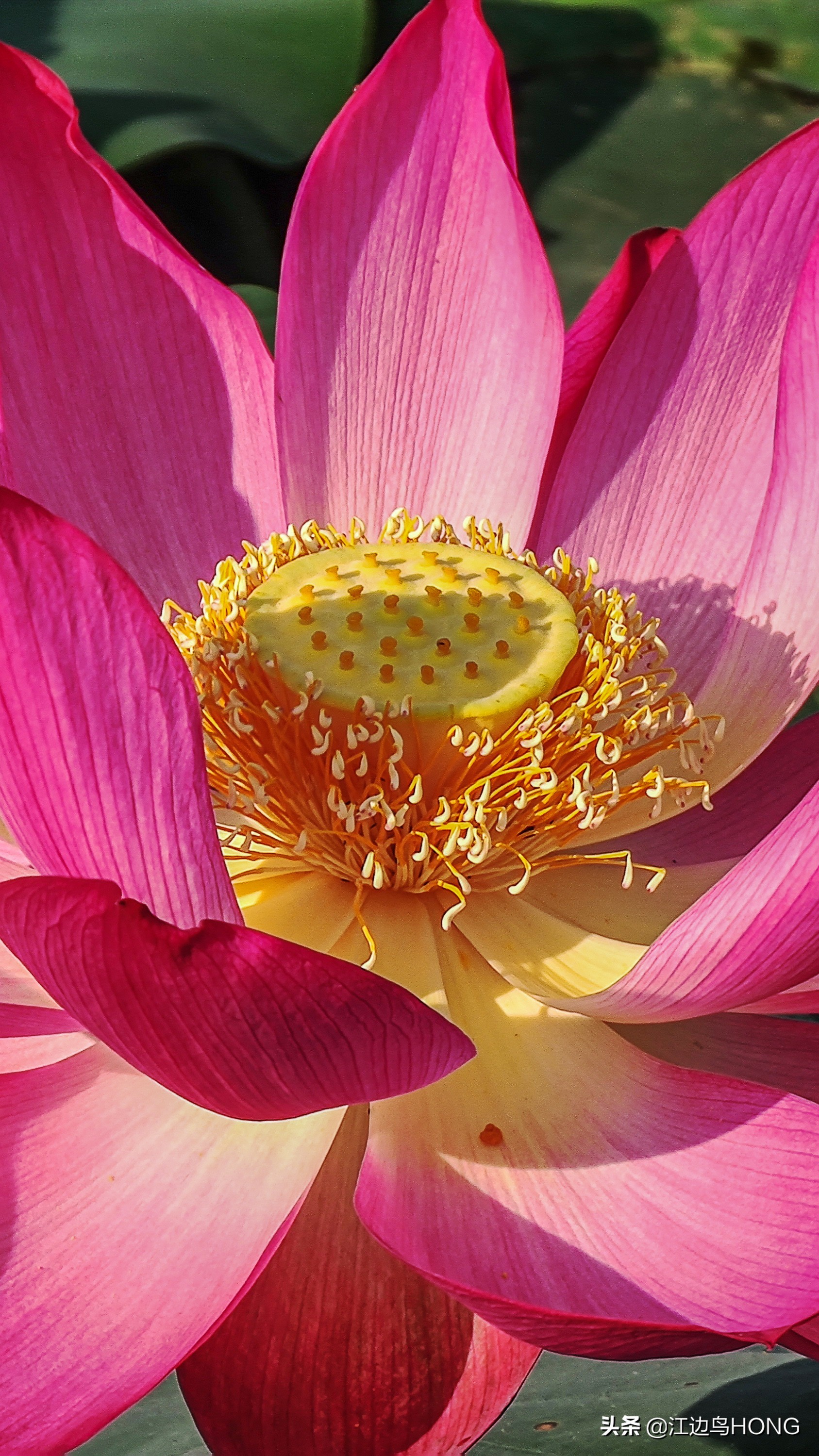 小米11 Ultra照片画质及拍片中的几个问题