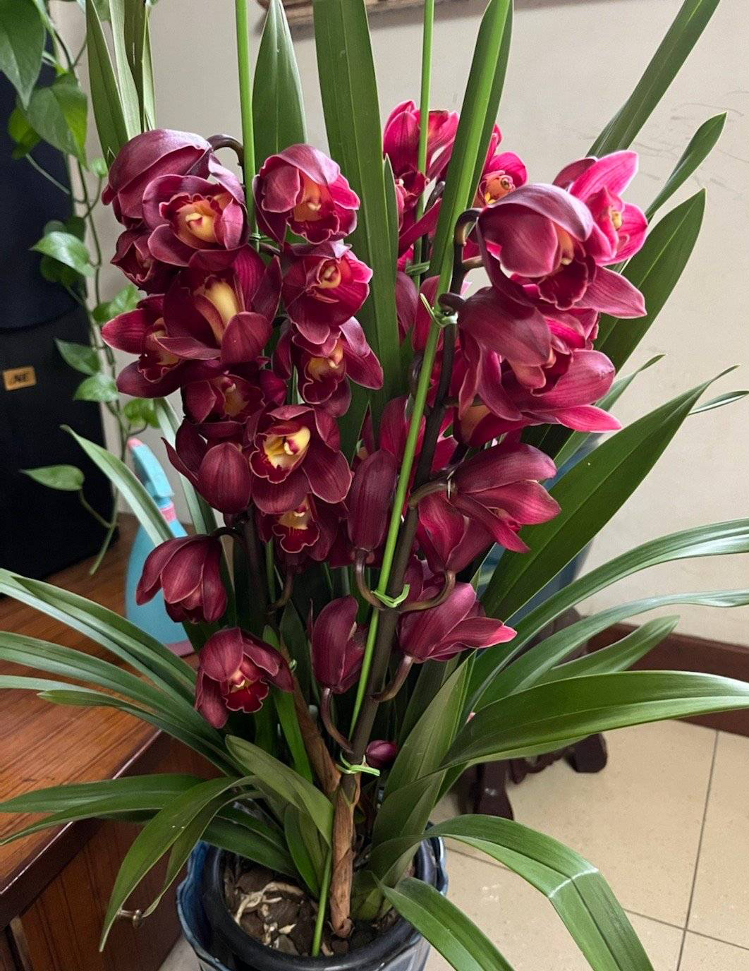 大花蕙兰的养殖方法(养大花蕙兰关键3步年年复花)