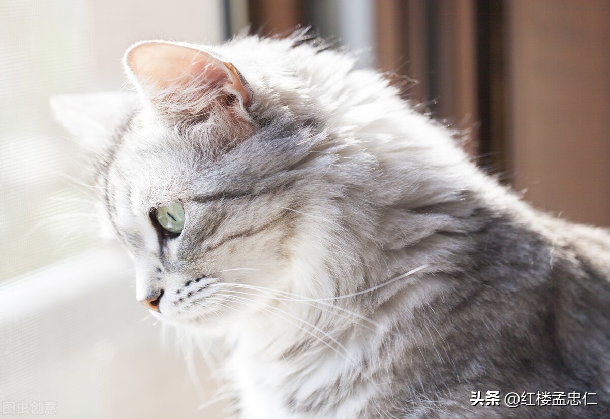 破岩而出，向阳生长——生命不屈的坚韧赞歌