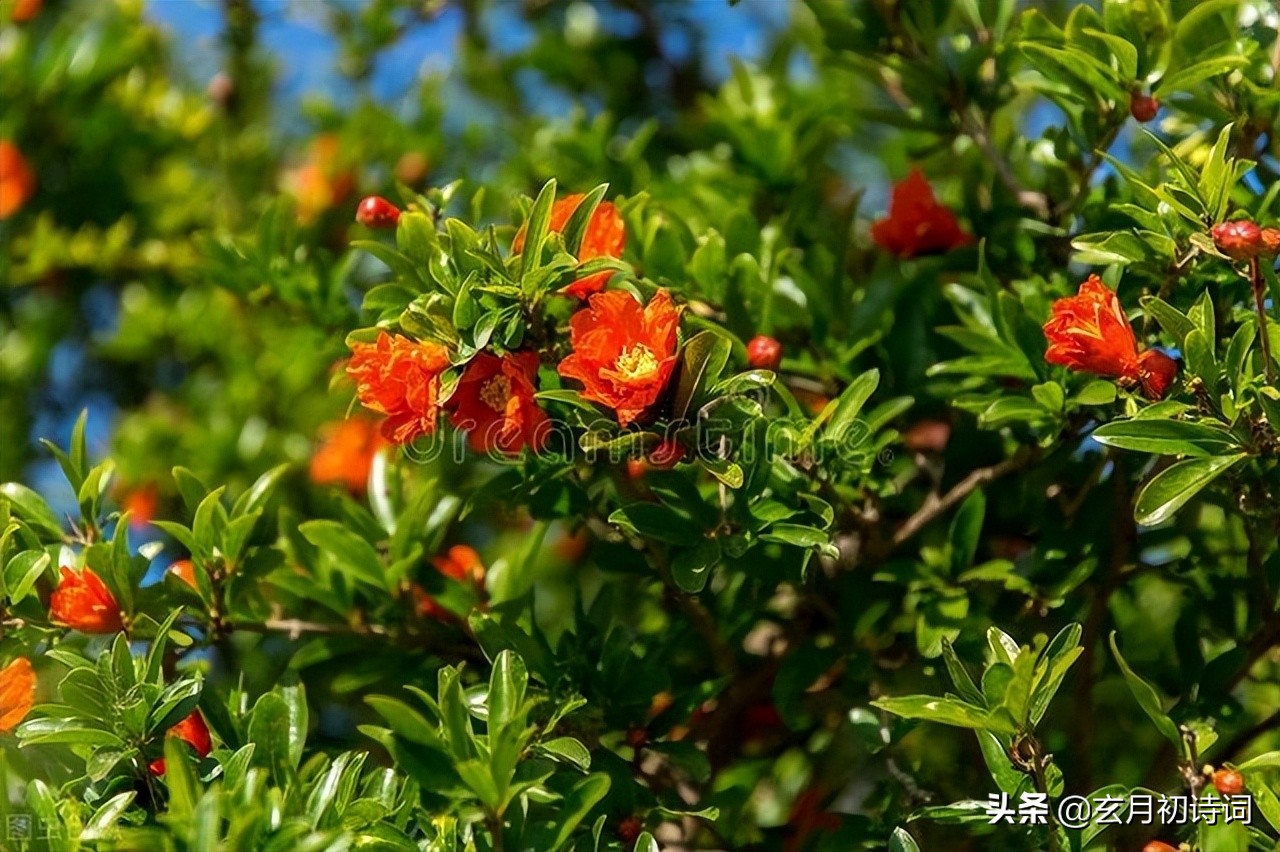 一花一令一春光，六首十六字令，吟叹春花竞艳各流芳